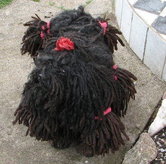 dreadlock-dog.jpg